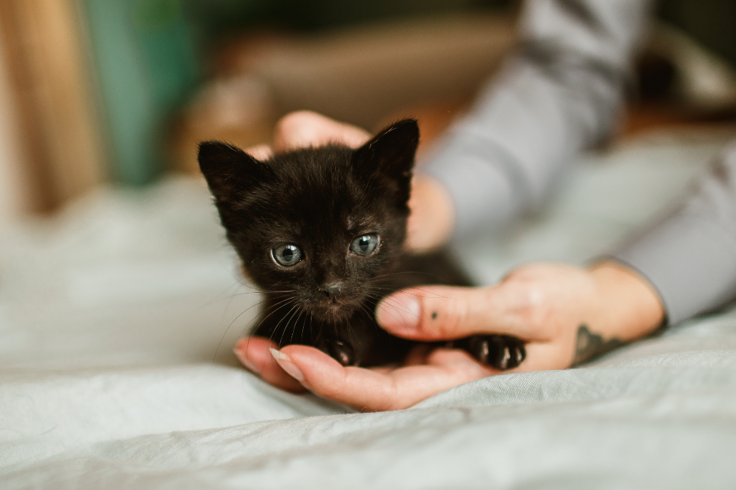 A kitten resting in a hand.